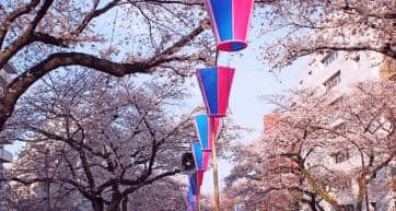 Cherry blossoms in bunkyo