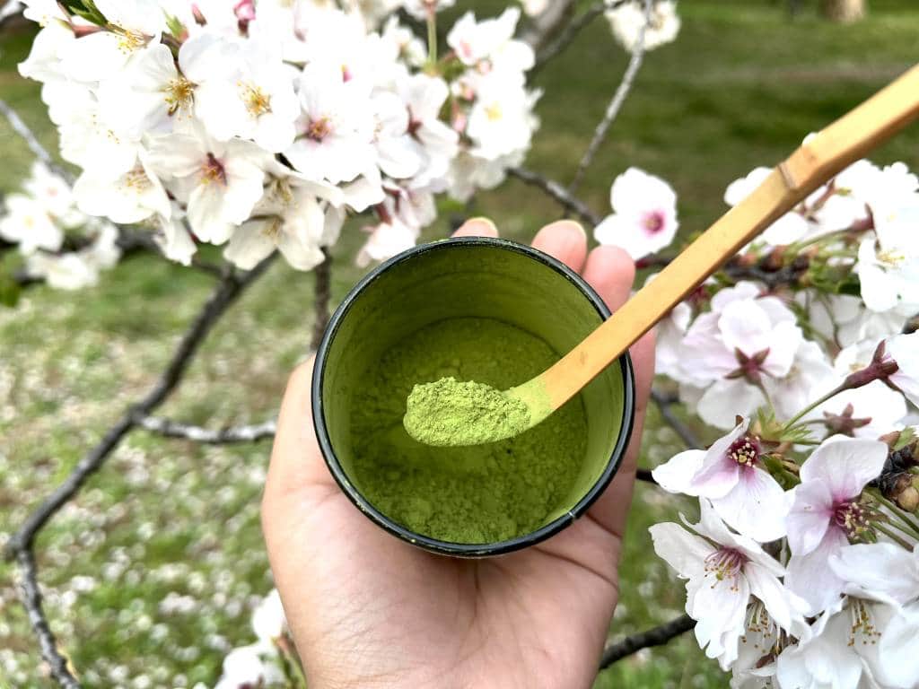 Matcha powder among cherry blossoms, taken April 8 2025 in Wadabori Park, Tokyo