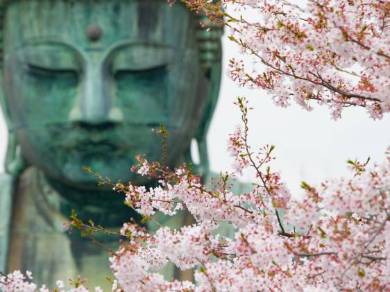 Daibutsu Great Buddha of Kamakura at Kotokuin Temple cherry blossom spring