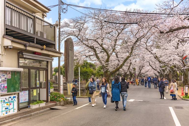 Cherry blossoms yanaka cemetery